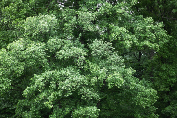 Aerial drone photo looking down on magical summer forest. Nature background. Landscape photography
