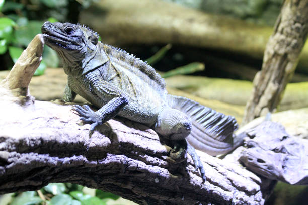istock small dragon lizard in the nature 2167505279