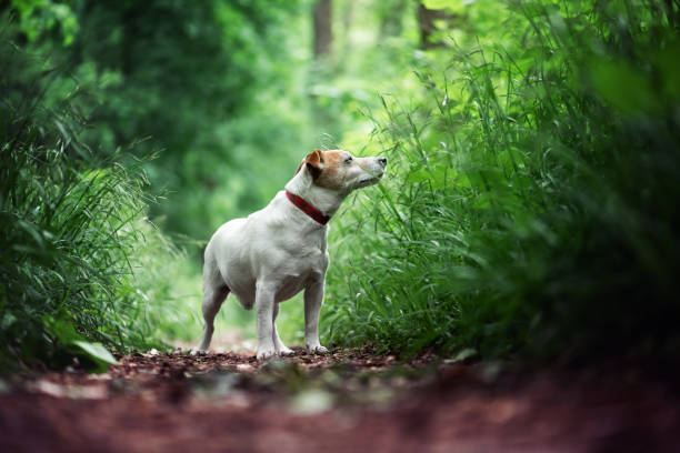 little dog on the grass. Funny jack russell terrier in forest. moss, forest