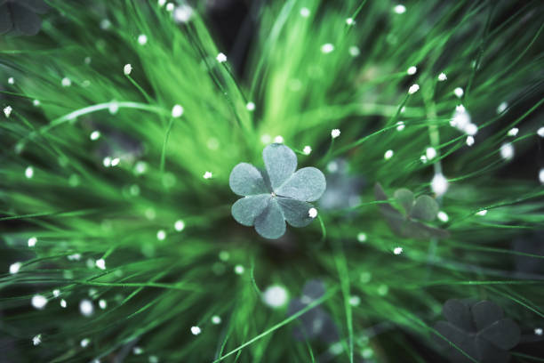 Closeup nature view of green creative layout made of green clover leaf in grass. Copyspace make using as natural green plants and ecology backdrop. Flat lay. Nature background