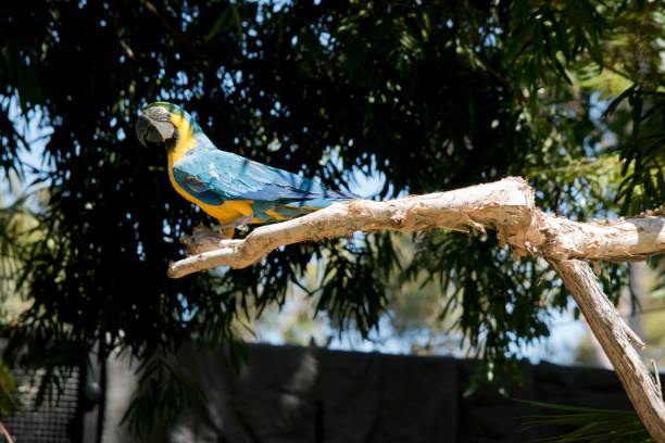 istock this is a side view of a blue and gold macaw 2167506397
