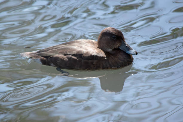 istock this is a side view of a hard head duck 2167506552