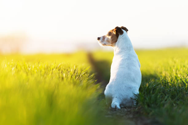 istock Jack russel terrier on green field 2167506724