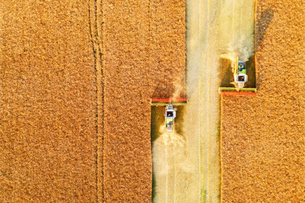 istock Harvesting oilseed rape in autumn field 2167506803