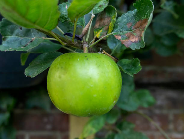 istock A single green apple growing on a tree in Suffolk, UK 2167506859