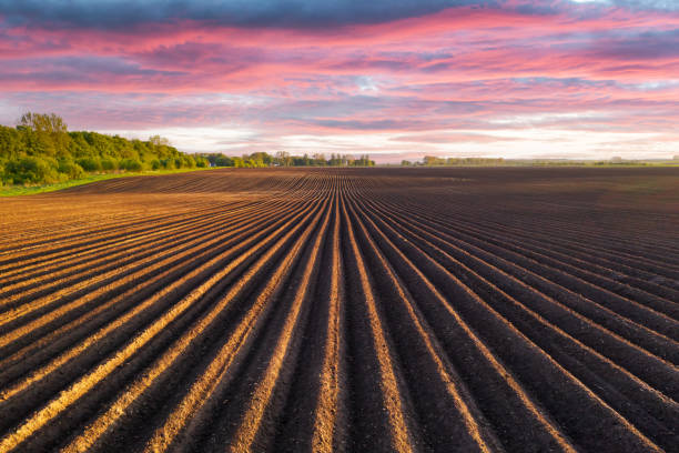 istock Agricultural field with even rows in the spring 2167506962
