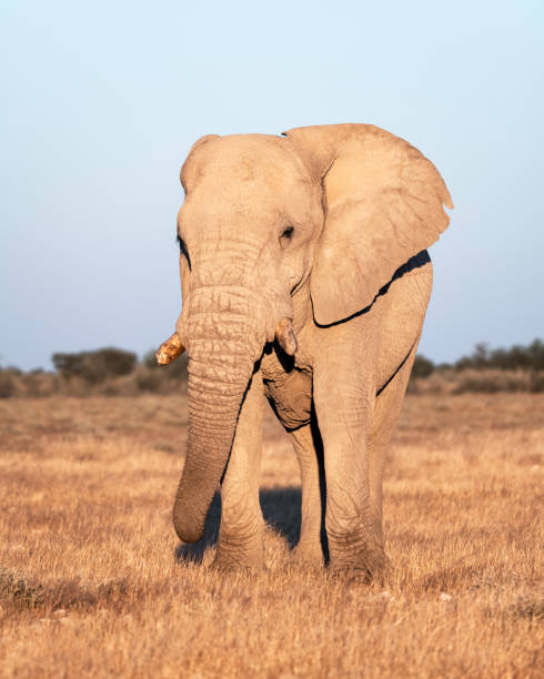 istock Closeup view of big African Elephant 2167508818