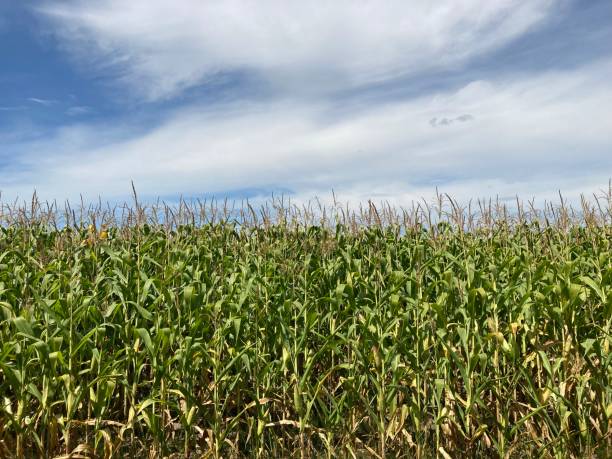 istock Field of ripe corn bushes on the field 2167510038