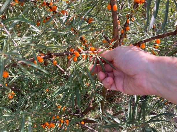 istock Picking yellow sea buckthorn berries 2167510635