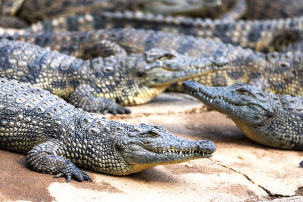 Big african alligators crocodiles crocodile farm