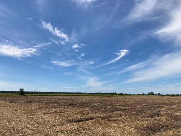 istock Panorama of a field after harvest 2167510861