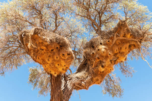 istock Sociable Weavers nest on acacia tree 2167511424
