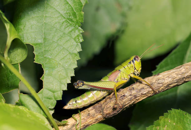 Short-horned grasshopper (Yamatofukibatta, Parapodisma setouchiensis) resting on a tree branch (Natural+flashlight, close-up macro photography)