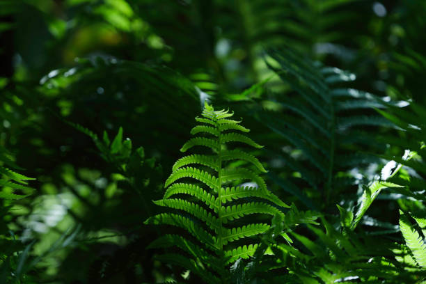 fern leaves in forest in sunshine.