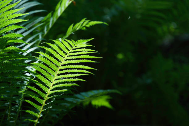 istock fern leaves in forest in sunshine. 2167511686
