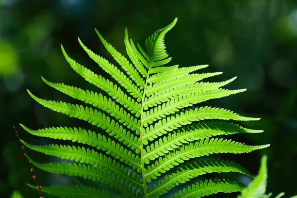 istock fern leaves in forest in sunshine. 2167511814