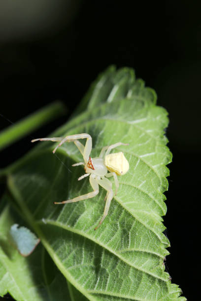 istock White-skinned Azuchigumo (Masked Crab Spider, Thomisus labefactus) spider wearing stylish brown glasses (Wildlife closeup macro photograph) 2167511868