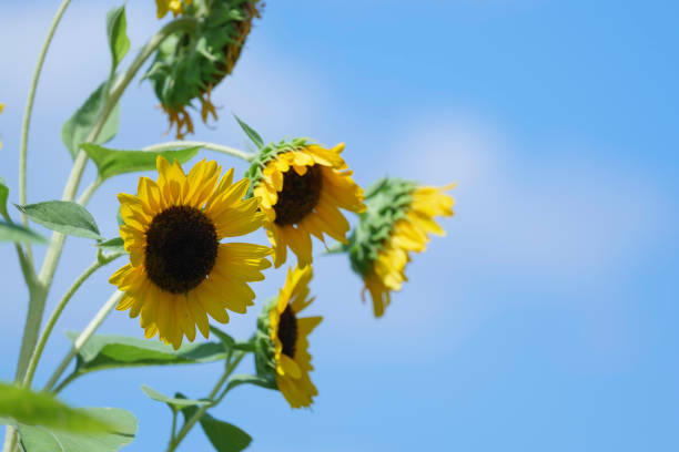 istock yellow sunflower close up on blue sky 2167511892