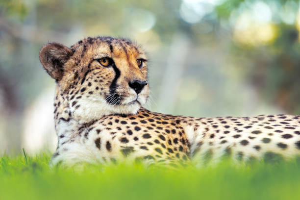 istock Cheetah portrait in the African savannah 2167512251