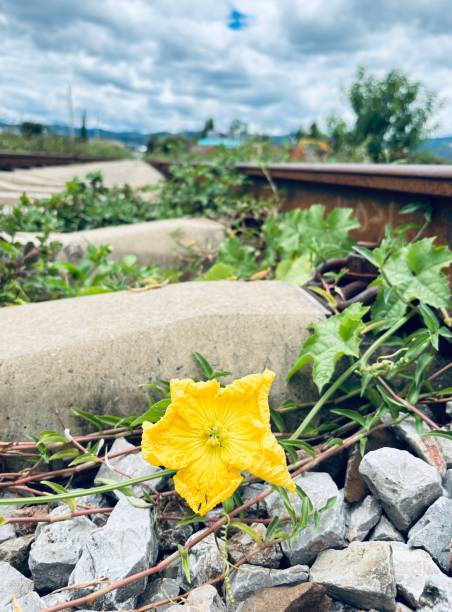 istock pumpkin flower and railroads 2167512468