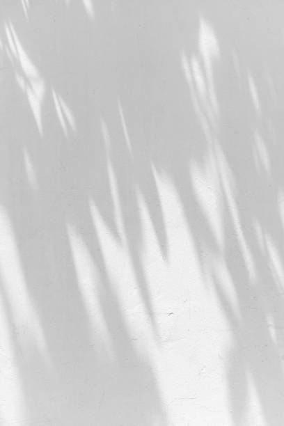 istock Shadow of palm leaves sway in the wind on white wall background 2167512813