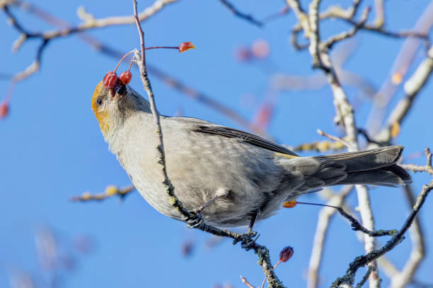 istock female Pine Grosbeak, Richmond, BC, Canada 2167514283