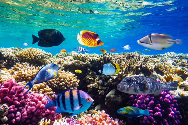 istock Different tropical fish on a coral reef in the Red Sea 2167514324