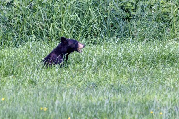istock baby black bear in grass field 2167514484