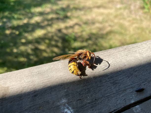 istock A wild bee lies on a wooden railing 2167515014
