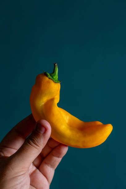istock A man's hand holding a yellow Italian pepper. 2167515045