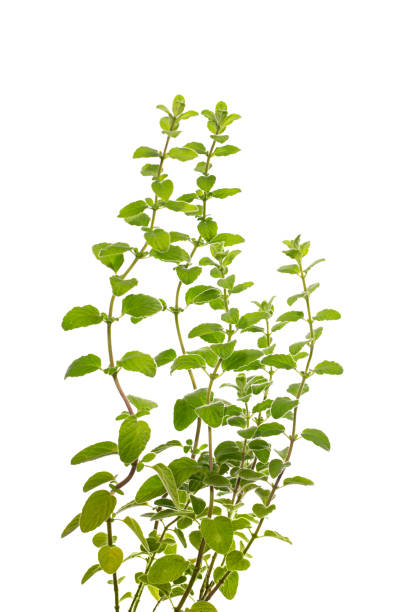 istock Oregano Herb Isolated on White background 2167515828