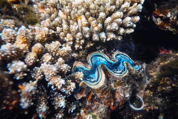 istock Fluted giant clam in the tropical coral reef 2167516285