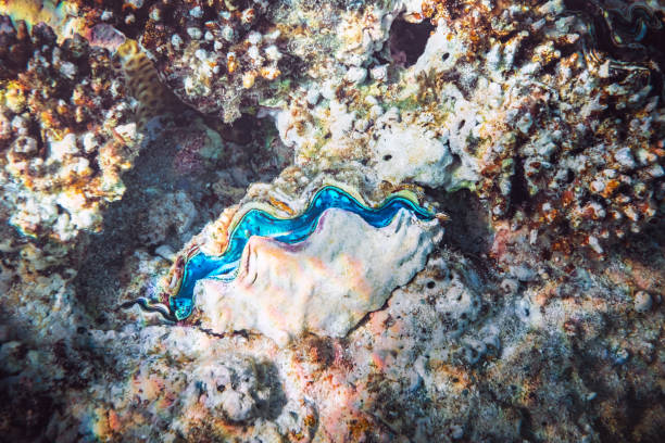 Close-up of a beautifully vibrant coloured giant clam living amongst the coral of a tropical reef.