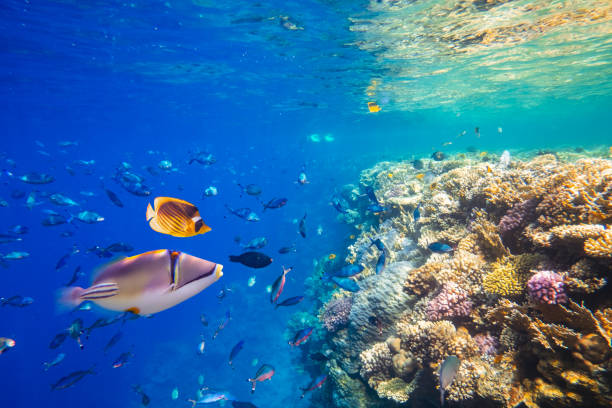 istock Different tropical fish on a coral reef in the Red Sea 2167516446