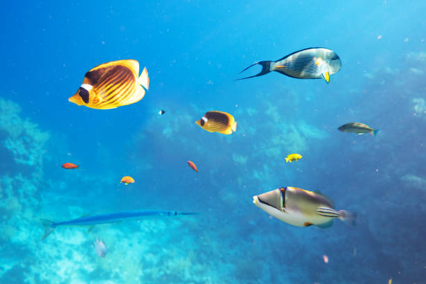 istock Different tropical fish on a coral reef in the Red Sea 2167516482