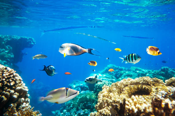 istock Different tropical fish on a coral reef in the Red Sea 2167516539