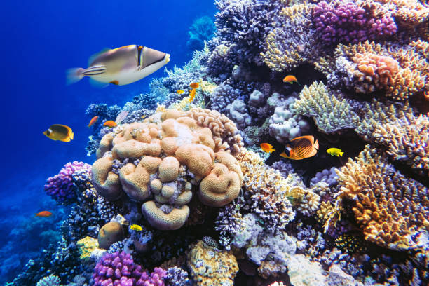 istock Different tropical fish on a coral reef in the Red Sea 2167516575