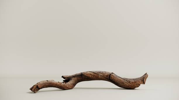 istock Tree branch podium for cosmetic products -3D rendering. 2167516606