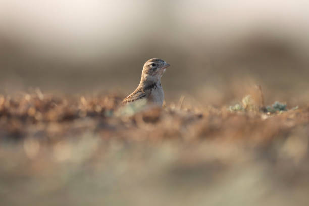Small brown bird standing on the ground.