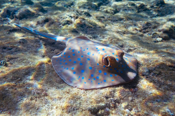 Close up of a large black stingray swimming along the sandy bottom of an inlet in clear blue water. Photographed in Narooma Inlet, NSW, Australia.
