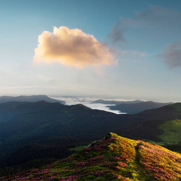 Summer mountain landscape. clearing with blooming wild flowers against the backdrop of green mountains