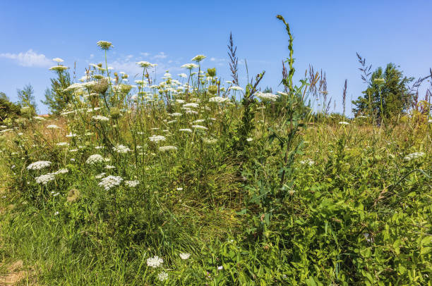 Meadow on hill with various herbs and weeds in autumn on sunny day with sky background