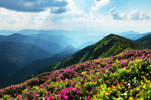 istock Pink rhododendron flowers in mountains 2167517824