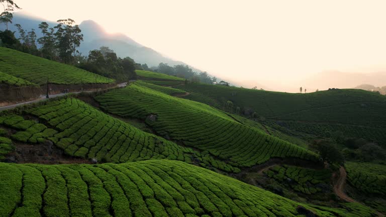 Aerial view of tea plantations in the hills Of Munnar, India at sunrise. Green tea terraces at early in the morning. Tea growing