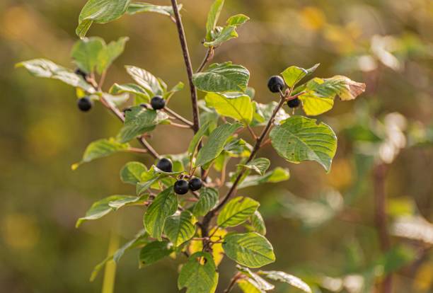 Frangula alnus in a mountain forest