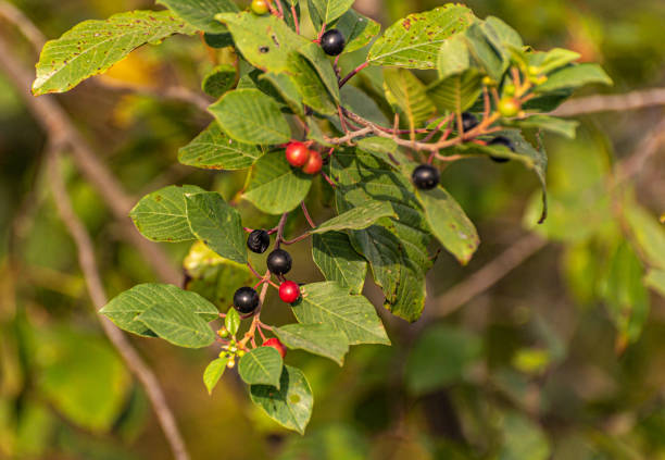 Frangula alnus in a mountain forest