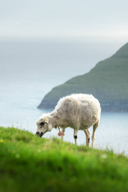 istock Morning view on the summer Faroe islands 2167520840