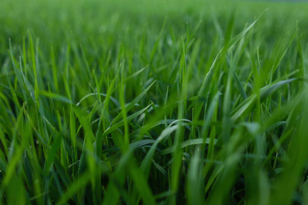 istock Fresh green grass texture for background. Green lawn pattern and texture background. Close-up. 2167521415