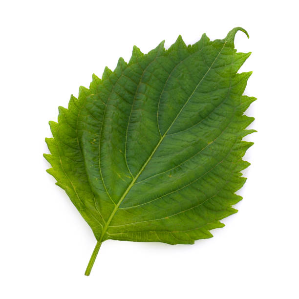 istock Fresh Green Shiso or Oba leaf isolated on a white background. 2167524212