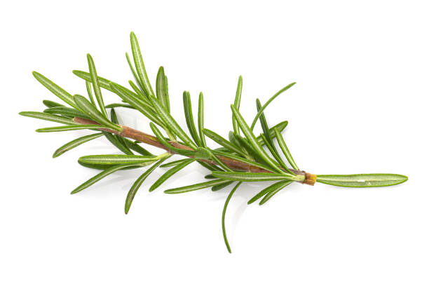 istock Rosemary leaf herbal is spices isolated on a white background. 2167524228